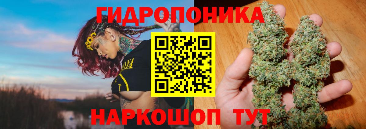 Каннабис White Widow  МАРИХУАНА планчик  Асино  Вход с VPN  Каннабис сатива 